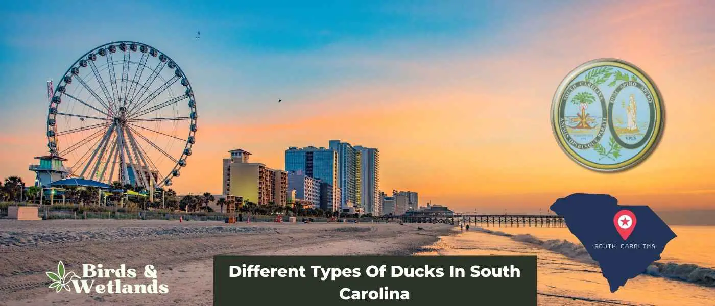 Different Types Of Ducks In South Carolina