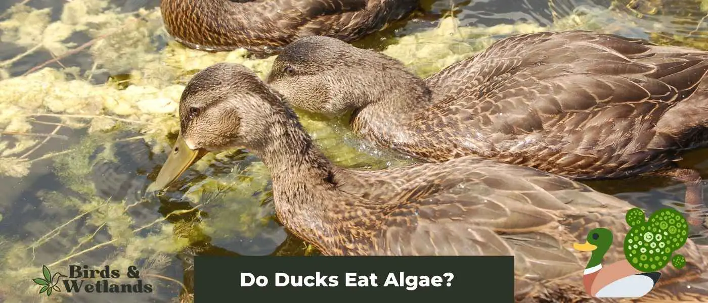 Do Ducks Eat Algae?