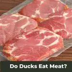 What’s on the Menu? Do Ducks Eat Meat?