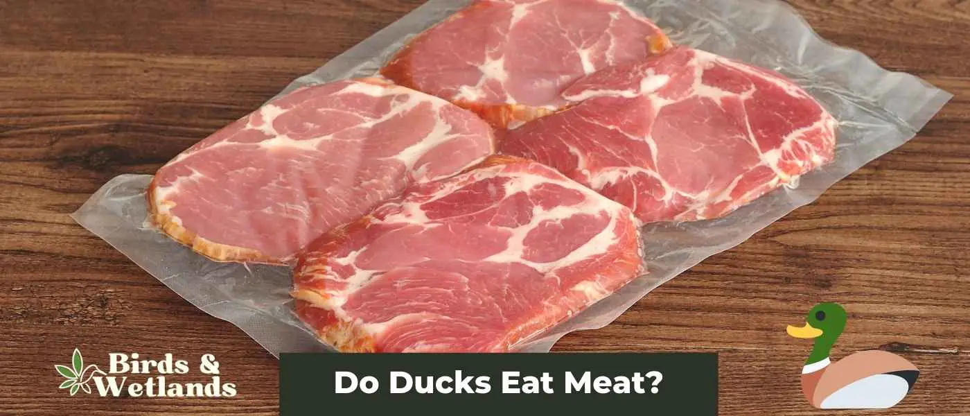 What’s on the Menu? Do Ducks Eat Meat?