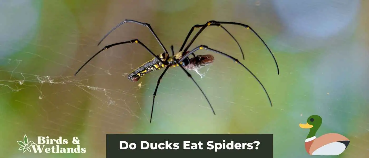 Do Ducks Eat Spiders?