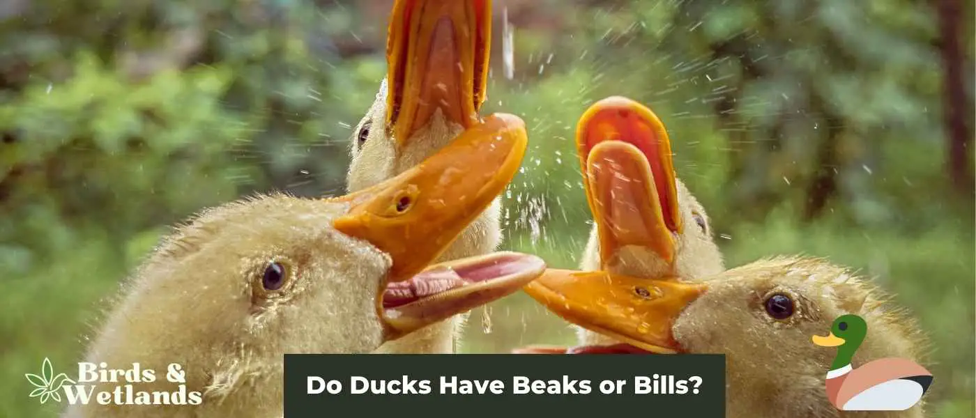 Do Ducks Have Beaks or Bills?
