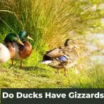 Do Ducks Have Gizzards? Unraveling Avian Anatomy