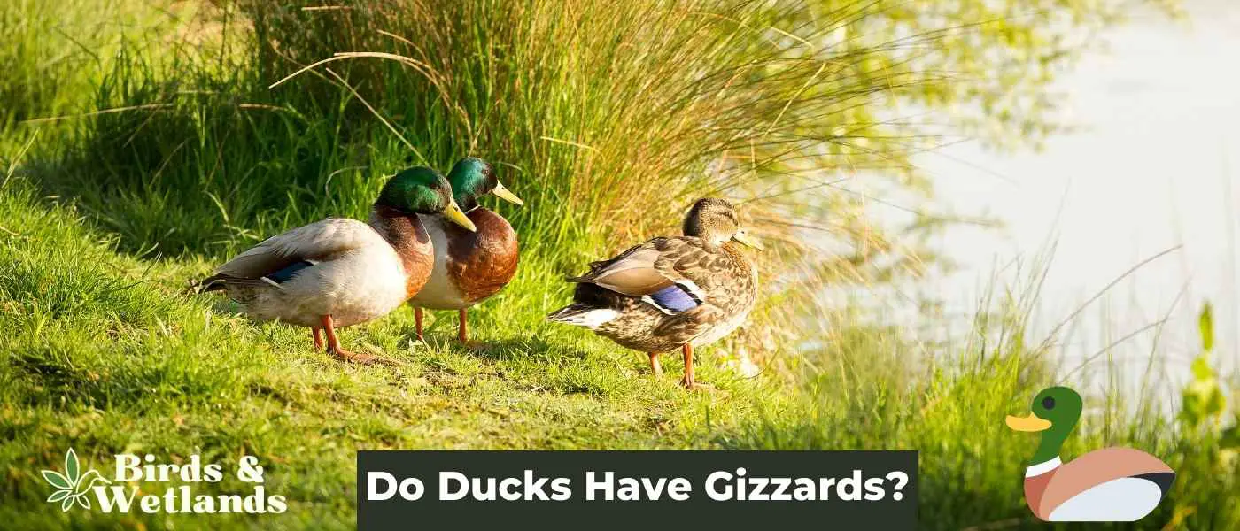 Do Ducks Have Gizzards?