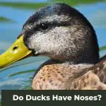 Do Ducks Have Noses? Understanding Duck Anatomy