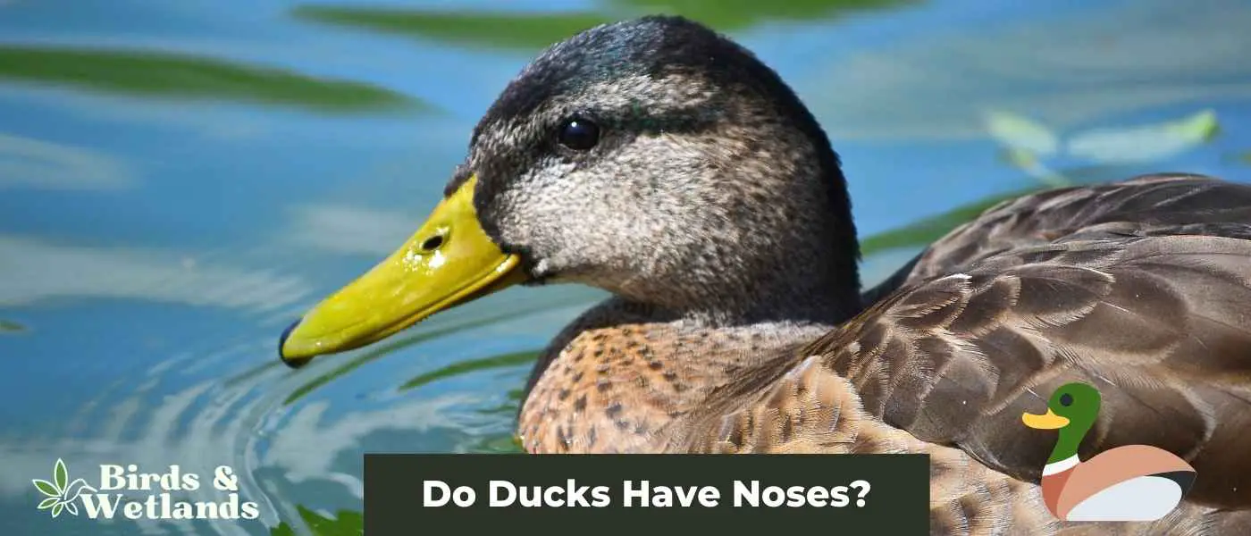Do Ducks Have Noses
