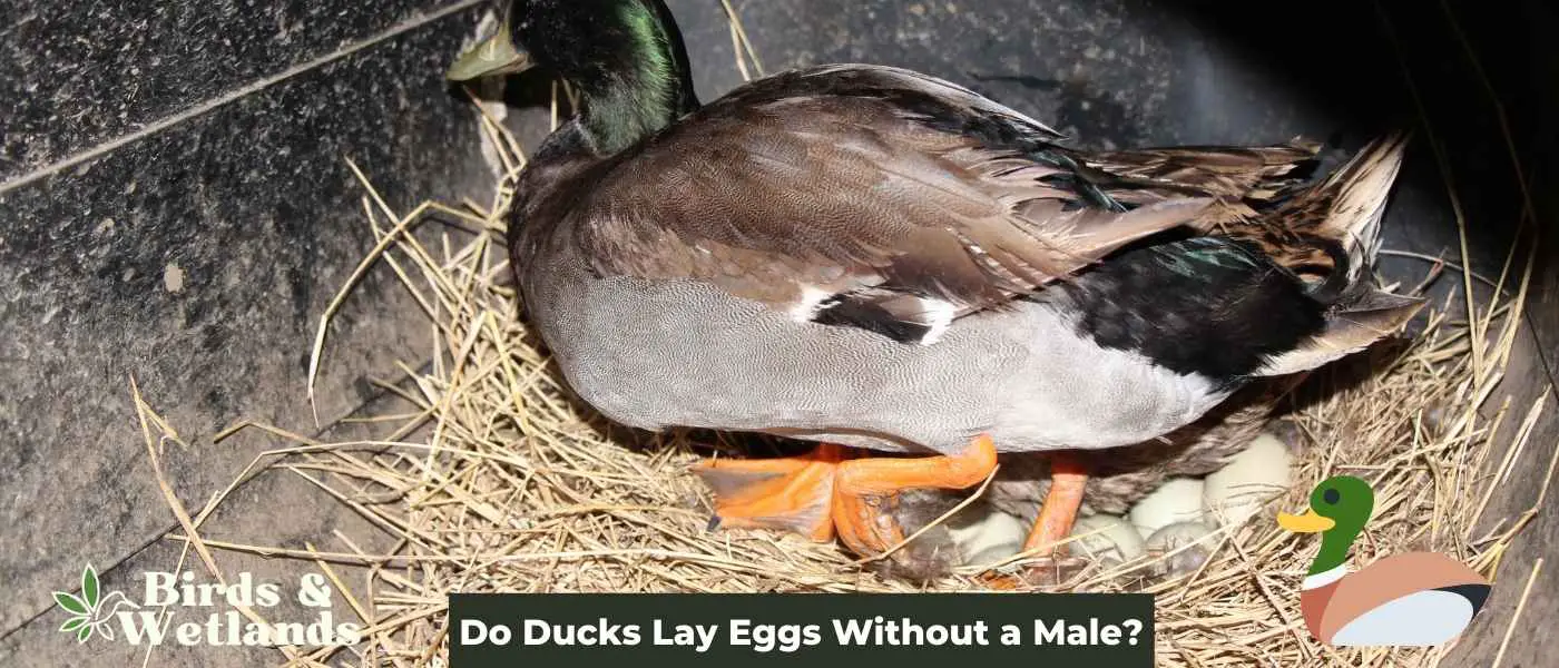 Do Ducks Lay Eggs Without a Male?