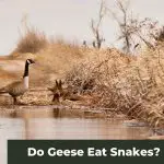 Do Geese Eat Snakes? The Answer Might Surprise You