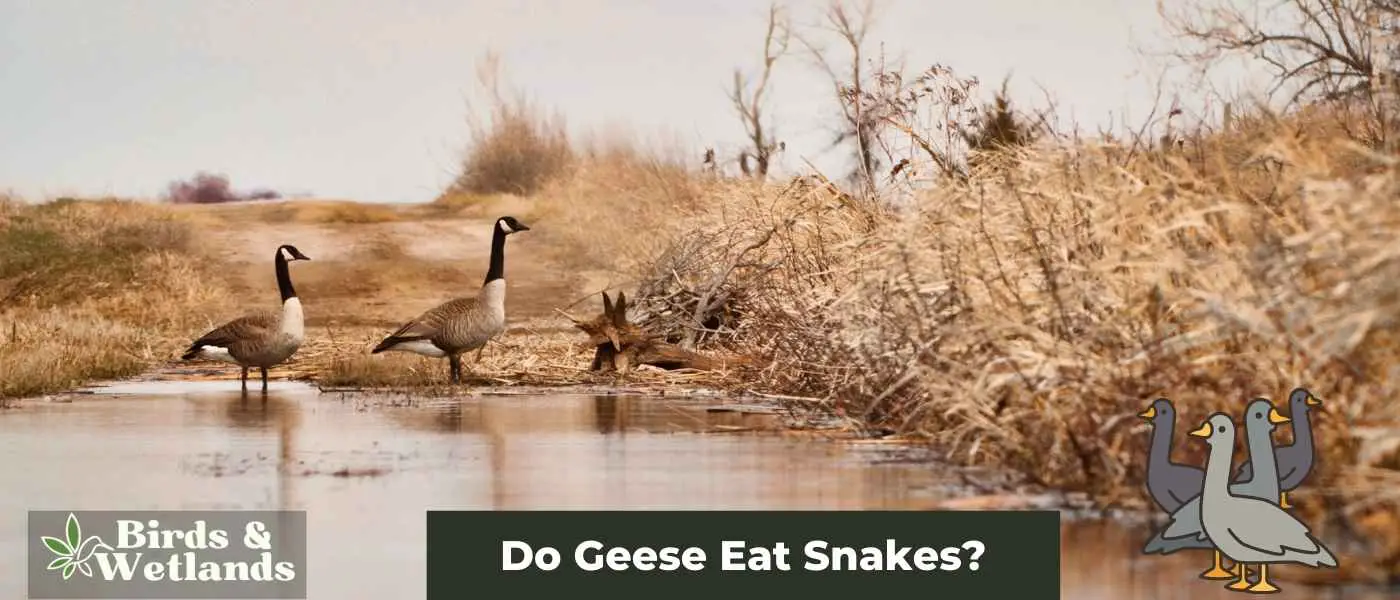 Do Geese Eat Snakes? The Answer Might Surprise You