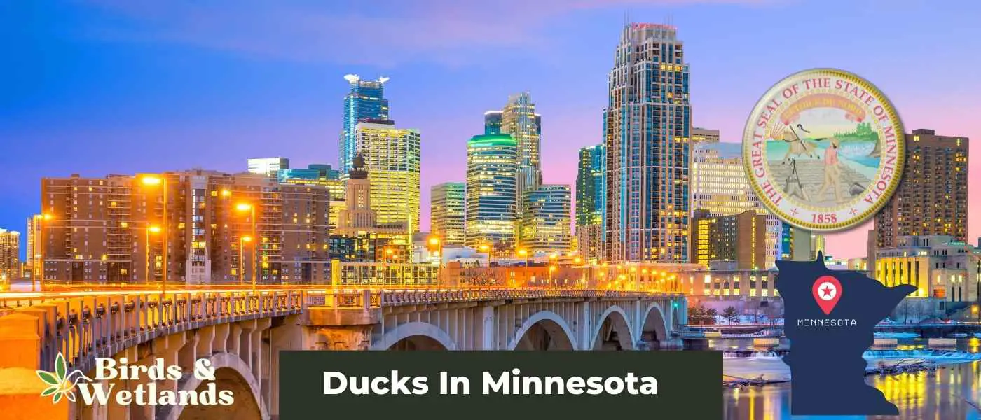 Ducks In Minnesota