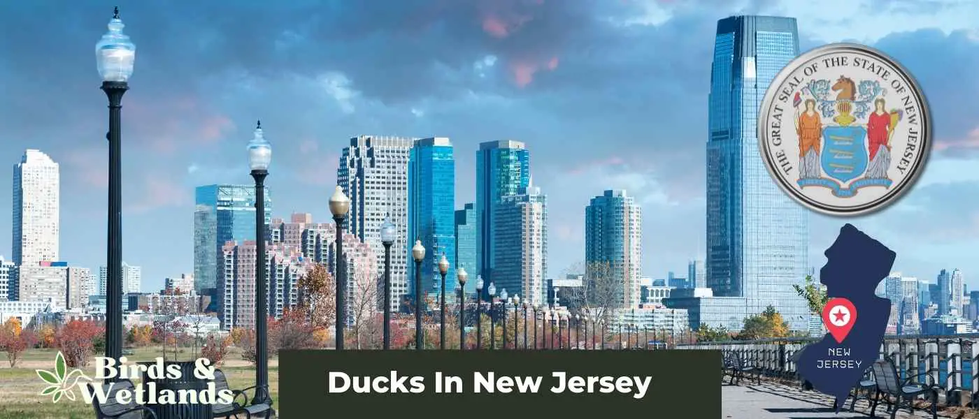 Ducks In New Jersey