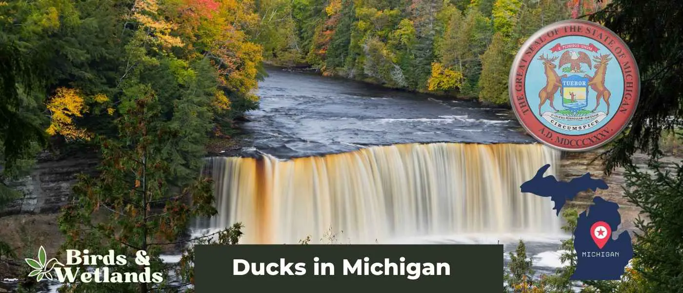 Ducks in Michigan