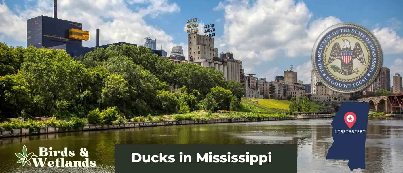 Ducks in Mississippi