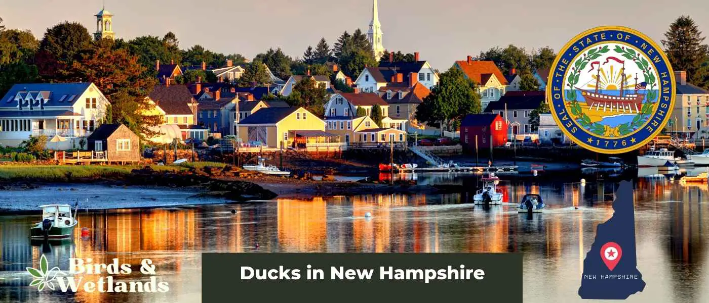 Ducks in New Hampshire