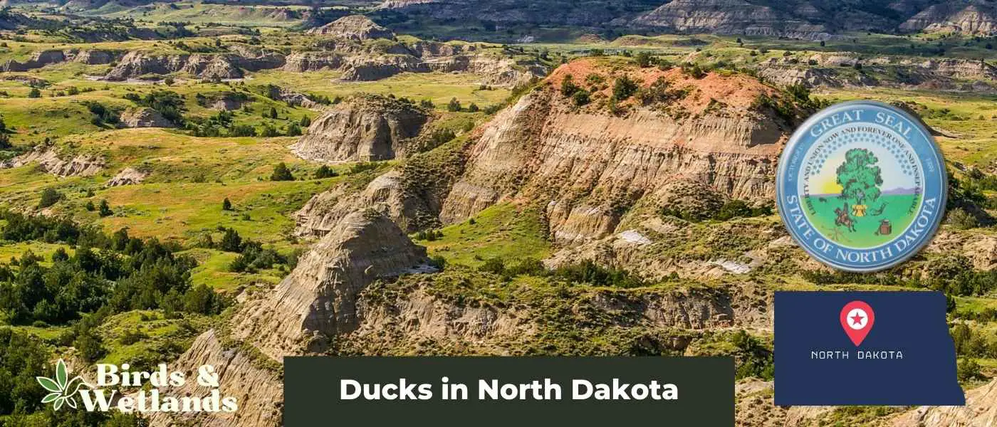 Ducks in North Dakota
