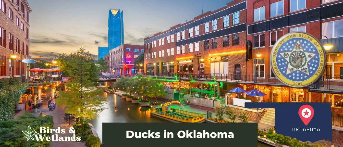 Ducks in Oklahoma