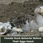 Anticipating Motherhood: Female Duck Behavior Before Their Eggs Hatch