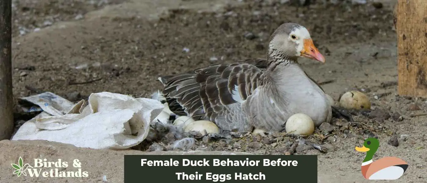 Female Duck Behavior Before Their Eggs Hatch