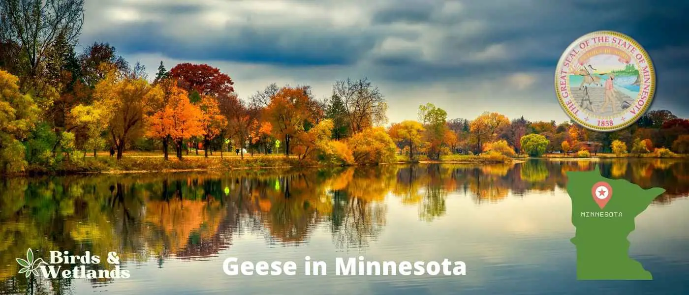 Geese in Minnesota