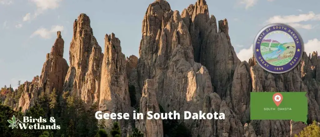 Geese in South Dakota
