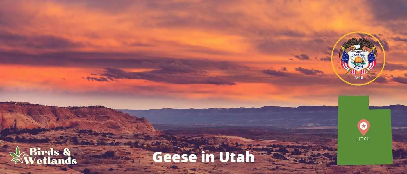 Geese in Utah