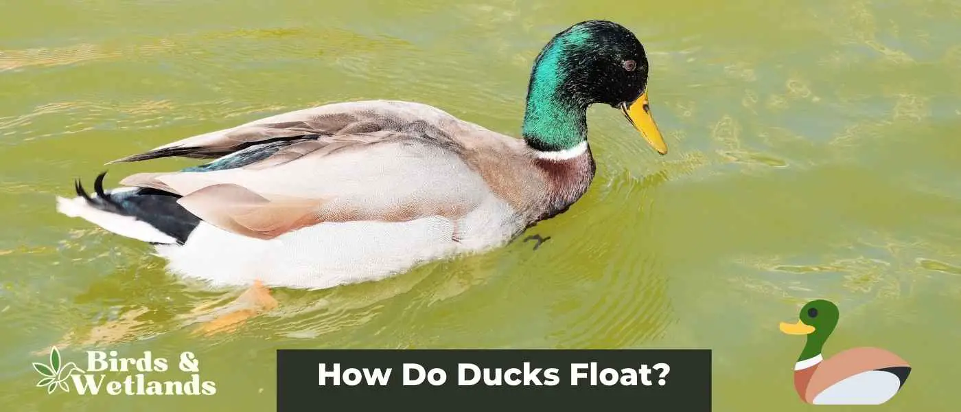 Floating Feathers: How Do Ducks Float?
