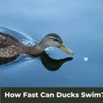 Swift Swimmers: How Fast Can Ducks Swim?