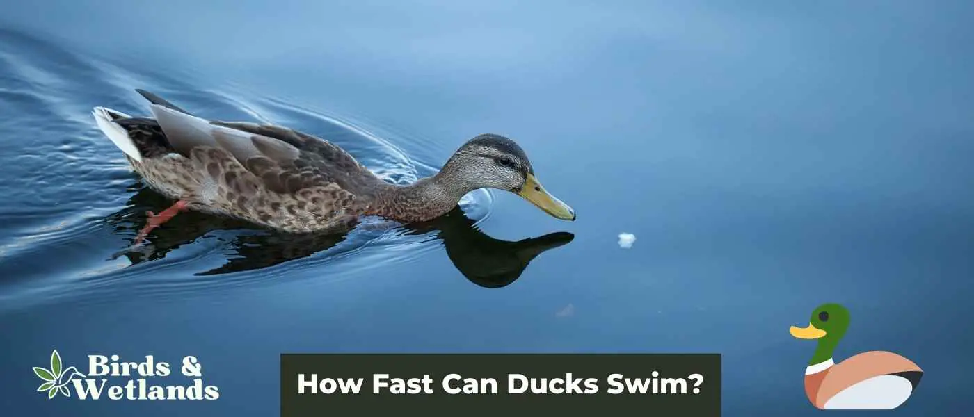 How Fast Can Ducks Swim?