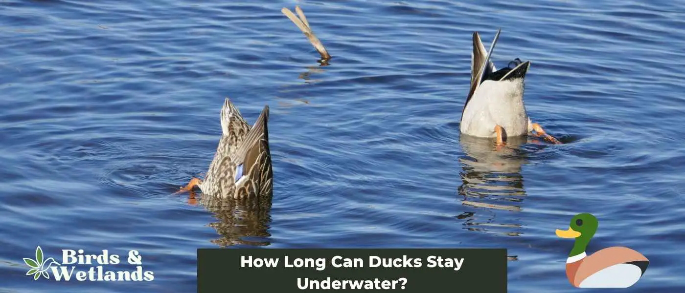 Underwater Duration: How Long Can Ducks Stay Underwater?