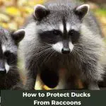 How to Protect Ducks From Raccoons