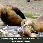 Interesting and Fun Duck Facts You Never Knew