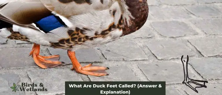 what-are-duck-feet-called-answer-explanation-birds-wetlands