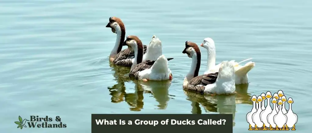 Duck Group Dynamics: What Is a Group of Ducks Called? - Birds & Wetlands