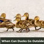 When Can Ducks Go Outside?