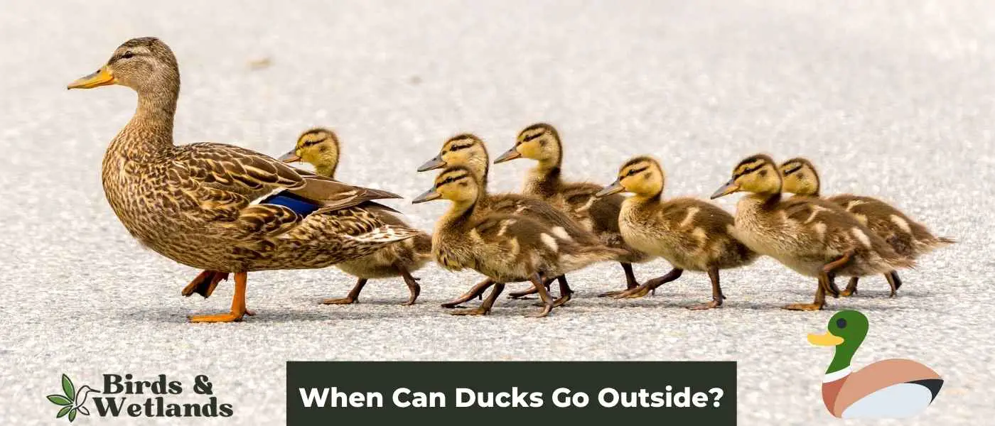 When Can Ducks Go Outside?