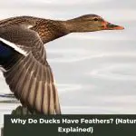 Why Do Ducks Have Feathers? (Nature Explained)