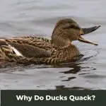 The Quacks Uncovered: Why Do Ducks Quack?