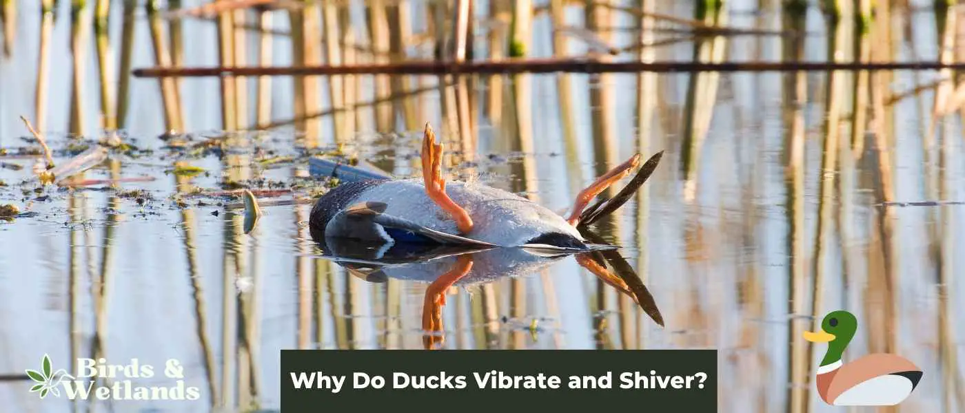Why Do Ducks Vibrate and Shiver?