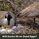 Maternal Instincts: Will Ducks Sit on Dead Eggs?