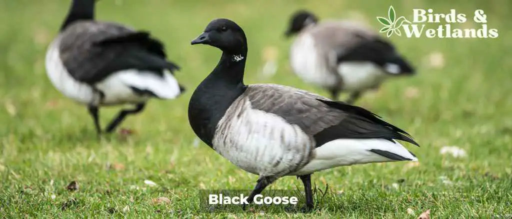 Black Goose