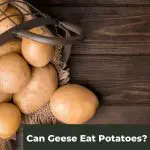 Can Geese Eat Potatoes? The Definitive Answer