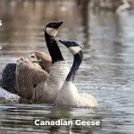 Canadian Geese Facts