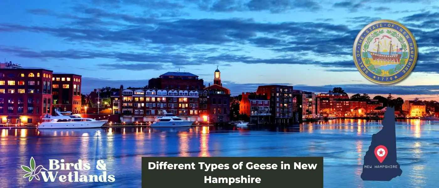 Different Types of Geese in New Hampshire