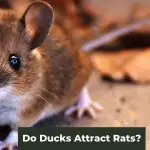 Do Ducks Attract Rats? How to Maintain Hygiene and Avoid Pests