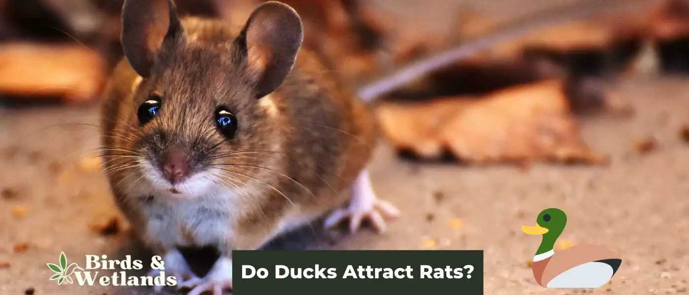 Do Ducks Attract Rats? How to Maintain Hygiene and Avoid Pests