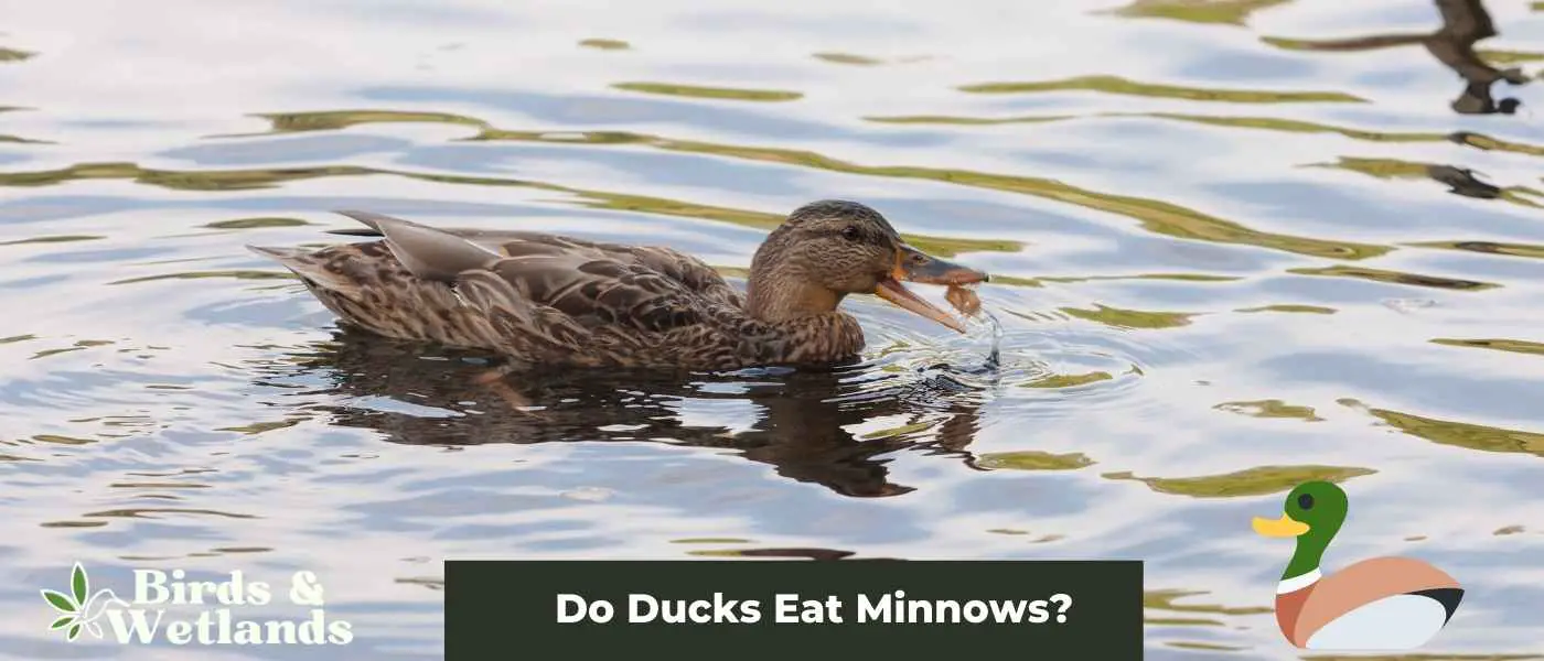 Do Ducks Eat Minnows? Everything You Need to Know