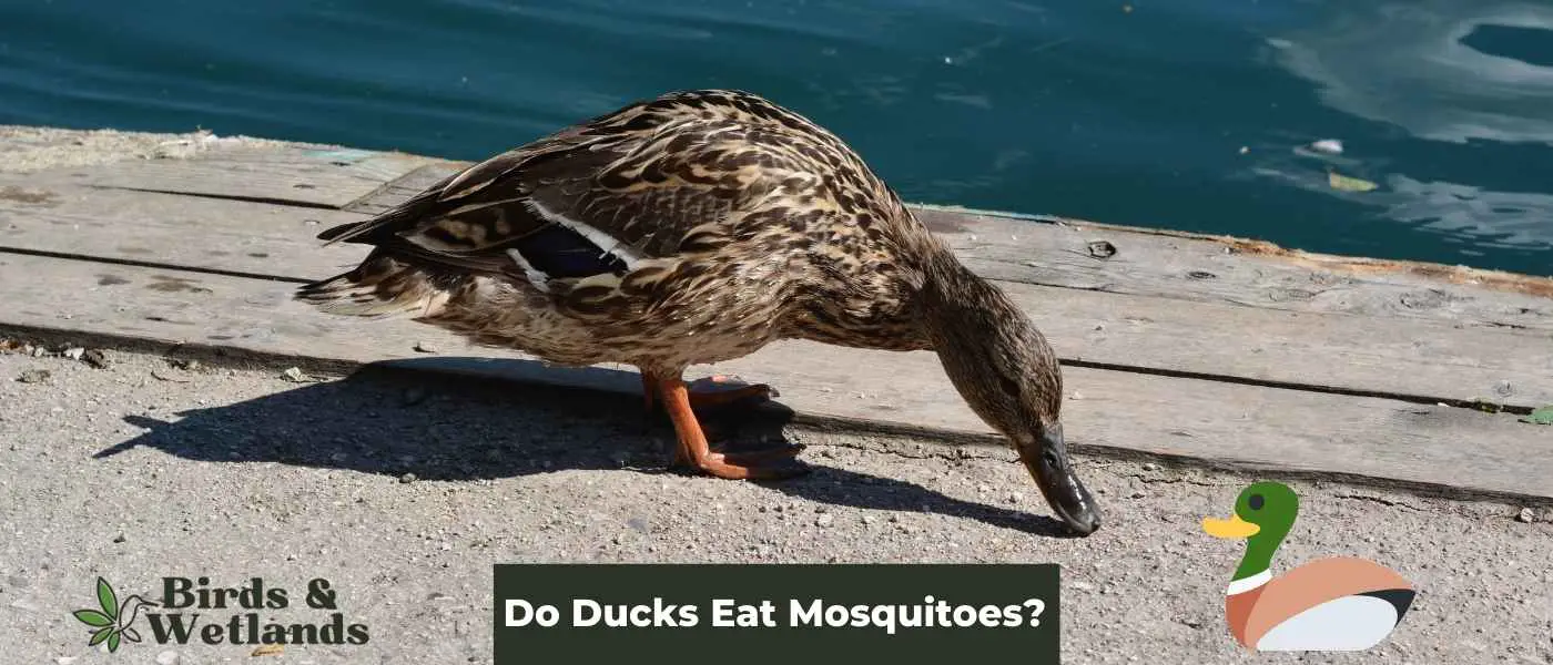 The Mosquito Zapper: Do Ducks Eat Mosquitoes?