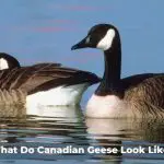What Do Canadian Geese Look Like?