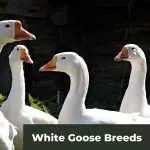 White Goose Breeds