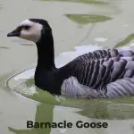Barnacle Goose (Branta Leucopsis)